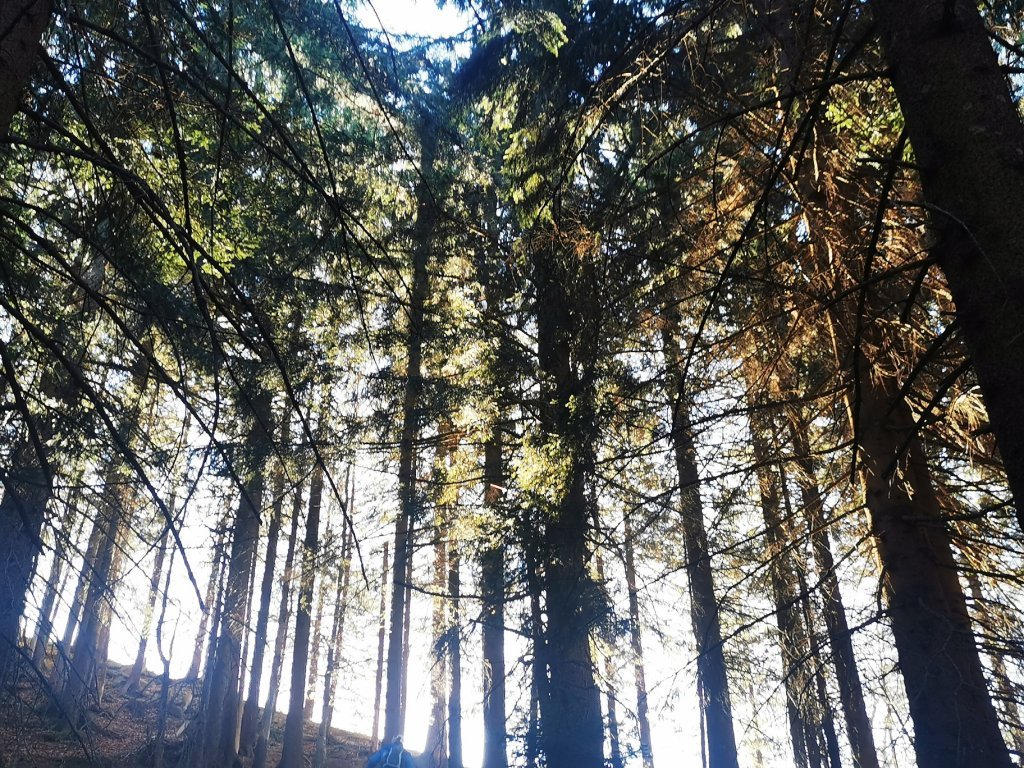 Waldweg auf den Gopfberg