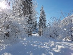Winterwandern in Mellau